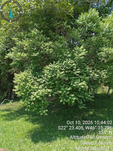 Casearia observed 2026-10-10