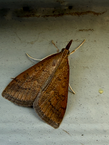Celery Leaftier Moth