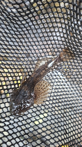 European Bullhead