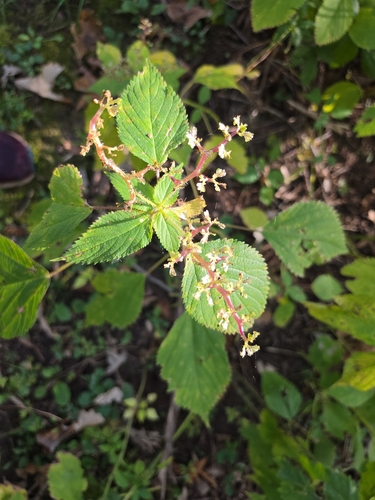 wood nettle