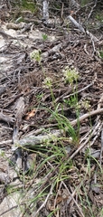 Allium fraseri