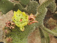 Opuntia durangensis