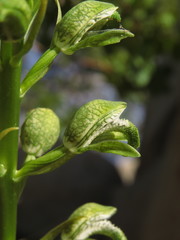 Chloraea cylindrostachya