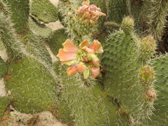 Opuntia durangensis