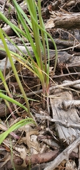 Allium fraseri