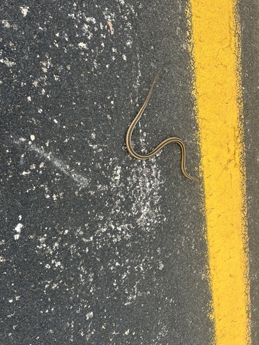 Common Garter Snake