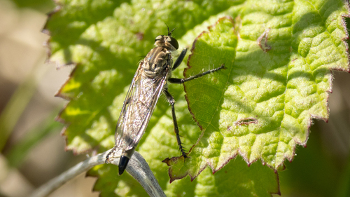 Dune Robber Fly, Usquert, Netherlands, photo 10 of 10