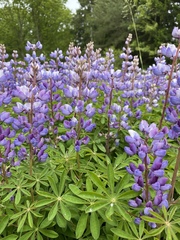 Lupinus perennis