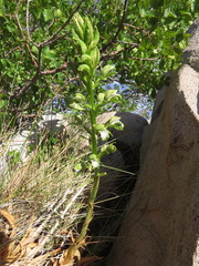 Chloraea cylindrostachya