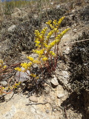 Dudleya multicaulis