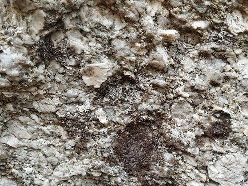 Reichlingia leopoldii