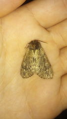 Ocneria atlantica