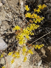 Dudleya multicaulis