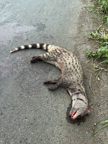 Small Indian Civet
