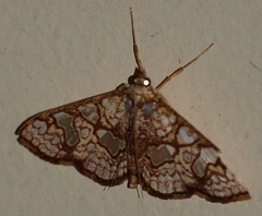 Glyphodes canthusalis