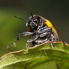 Lachnaia sexpunctata