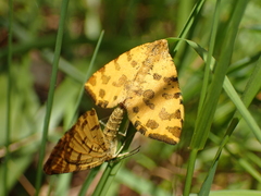 Pseudopanthera macularia