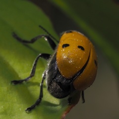 Lachnaia sexpunctata