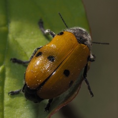 Lachnaia sexpunctata