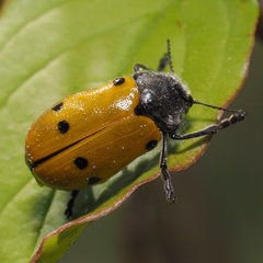 Lachnaia sexpunctata