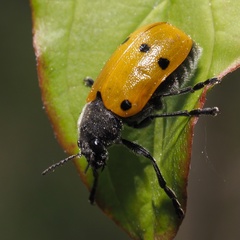 Lachnaia sexpunctata