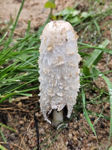 Shaggy Mane