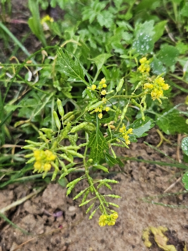 Bog Yellowcress