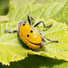 Lachnaia sexpunctata