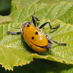 Lachnaia sexpunctata