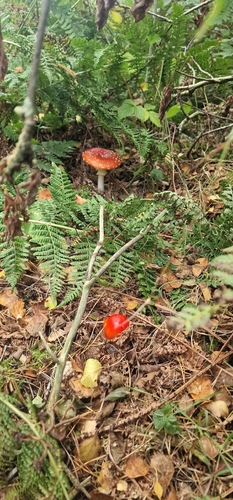 Fly Agaric