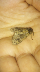 Ocneria atlantica