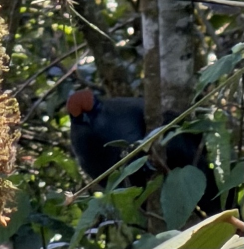 iNaturalist image