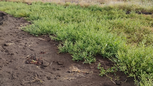 Creeping Saltbush