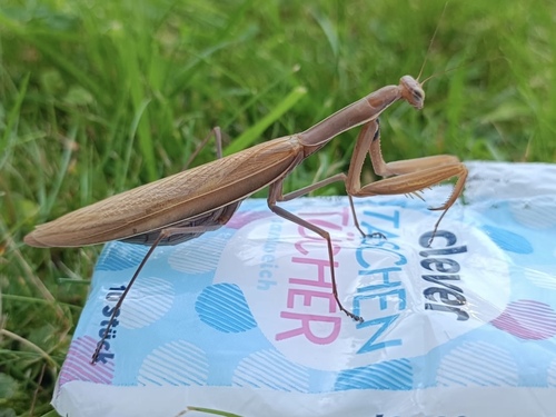 European Mantis