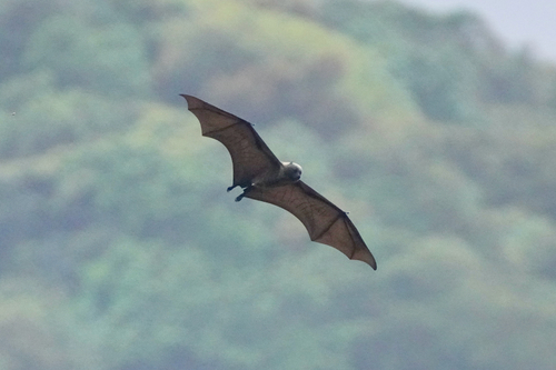 Pteropus tonganus observed 2026-10-09