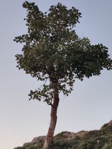 Butea monosperma observed 2026-10-10