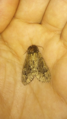 Ocneria atlantica