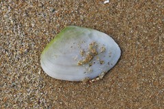 Mactrotoma antecedens