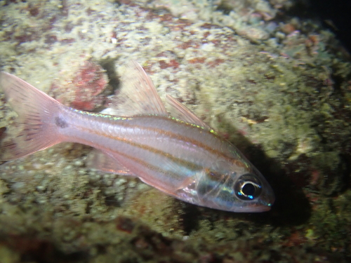 Ostorhinchus doederleini observed 2026-10-01