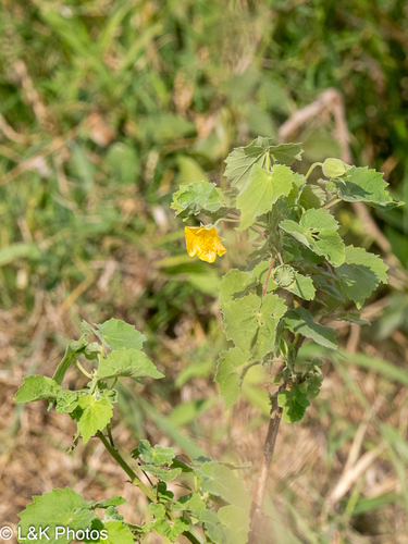 Abutilon grandiflorum, 2026-09-20