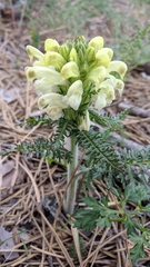 Pedicularis sibthorpii