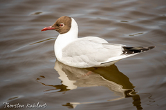Chroicocephalus ridibundus