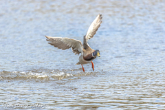 Anas platyrhynchos