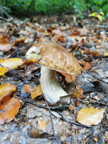 King Bolete