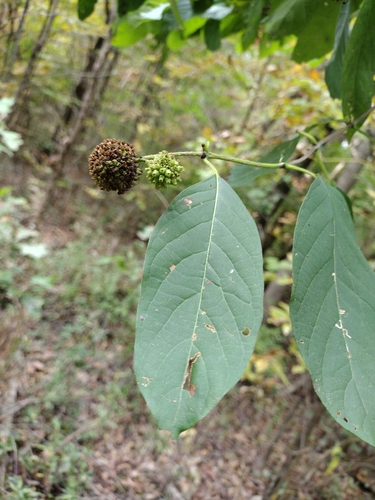 buttonbush