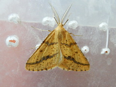 Aspitates ochrearia