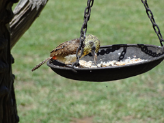 Trachyphonus darnaudii usambiro