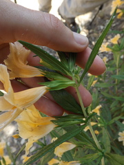 Diplacus × australis