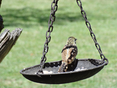 Trachyphonus darnaudii usambiro