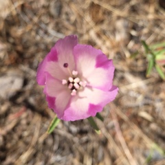 Clarkia williamsonii